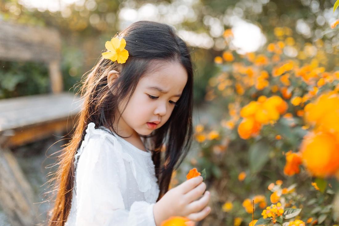 Bé gái cài hoa vàng giữa vườn cúc